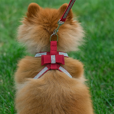 Vue de dos d'un Poméranien avec un harnais chien rouge à strass et une laisse assortie.