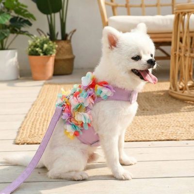 Spitz blanc de profil portant un harnais chien décoré de fleurs colorées en relief.