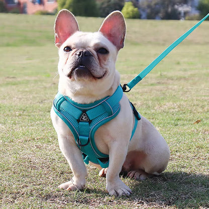 Bouledogue français portant un harnais chien turquoise avec bandes réfléchissantes pour une sécurité optimale en promenade.