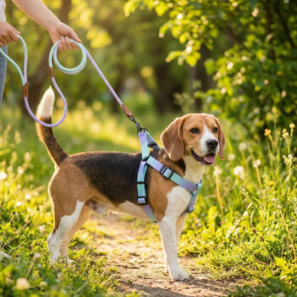 Chien Beagle dans l'herbe portant un harnais chien aux couleurs vert, bleu et violet.