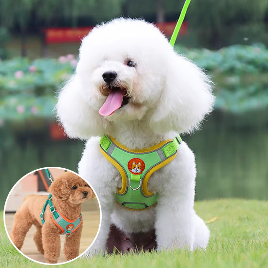 Un caniche marron et un bichon blanc présentent le harnais chien vert. Design ergonomique parfait pour les petits chiens actifs.
