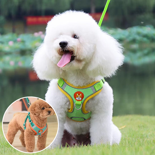 Un caniche marron et un bichon blanc présentent le harnais chien vert. Design ergonomique parfait pour les petits chiens actifs.
