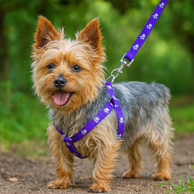 Chien Yorkshire Terrier debout avec son harnais chien violet et laisse assortie en extérieur.