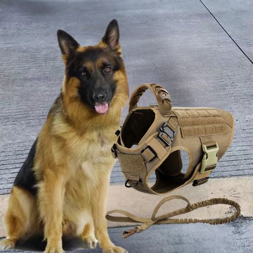 Berger Allemand assis à côté d'un harnais pour chien tactique beige avec sa laisse élastique assortie.