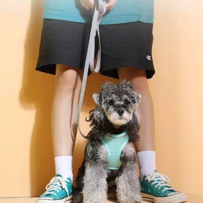 Chien Schnauzer assis entre les jambes d'un maître, portant un harnais pour chien bleu ciel.