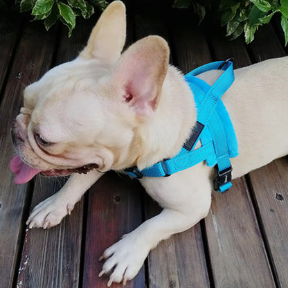 Gros plan d'un bouledogue français blanc allongé avec un harnais pour chien bleu turquoise.