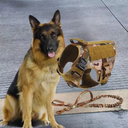 Ensemble harnais pour chien camouflage et laisse tactique présentés à côté d'un Berger Allemand.