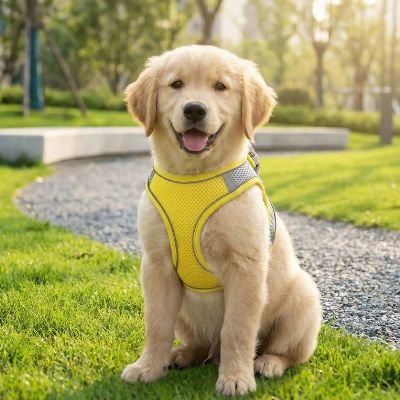 Chiot Golden Retriever assis dans l'herbe portant un harnais pour chien jaune fluo.