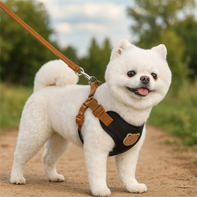 Pomeranien blanc debout de profil avec un harnais pour chien noir décoré d'un ours.