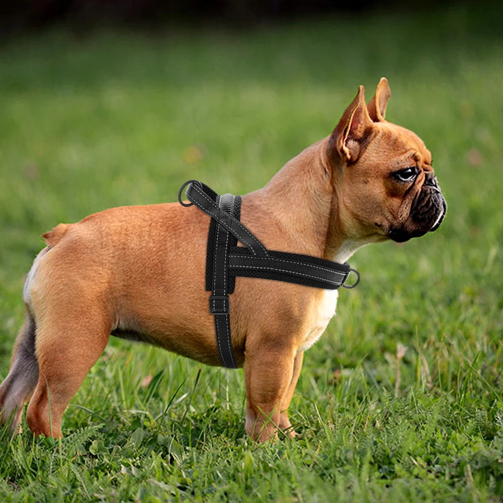 Bouledogue français brun portant un harnais pour chien noir ajustable dans l'herbe.