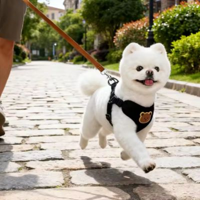 Pomeranien blanc avec harnais pour chien noir marchant sur une rue pavée.