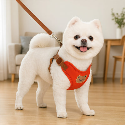 Pomeranien blanc en intérieur portant un harnais pour chien orange vif avec logo ours.