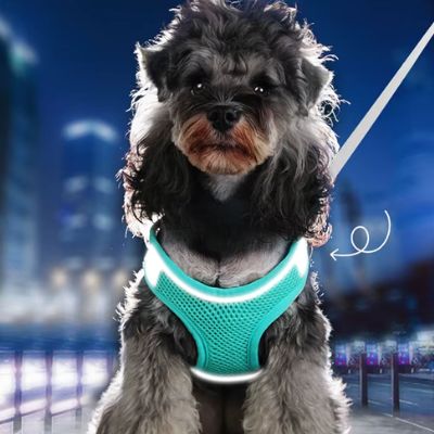 Schnauzer de nuit portant un harnais pour chien bleu avec bandes réfléchissantes lumineuses.