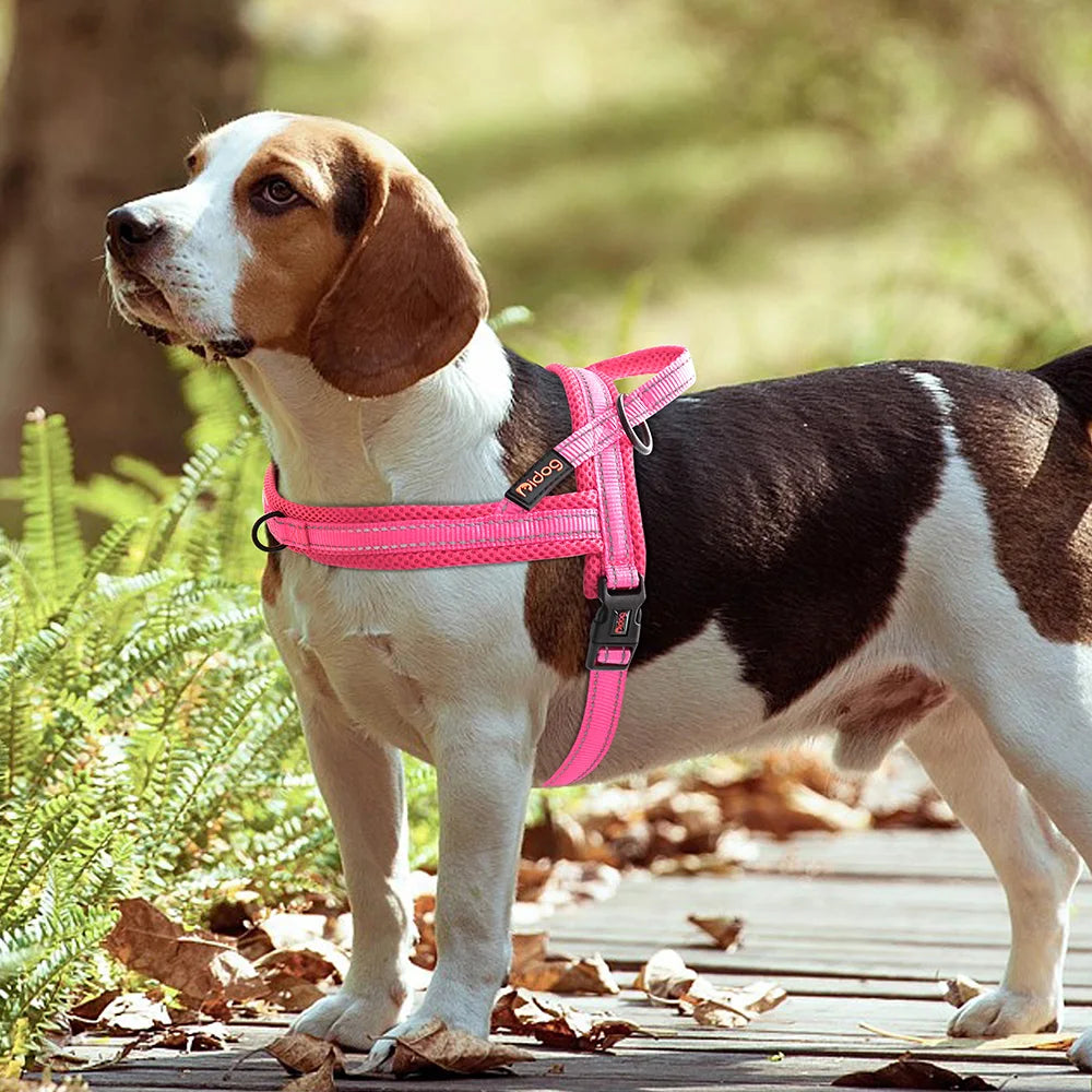 Chien Beagle en extérieur avec un harnais pour chien rose fuchsia rembourré et réfléchissant.
