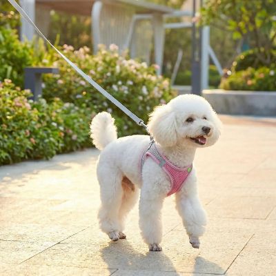 Bichon frisé marchant en laisse avec un harnais pour chien rose en maille filet.