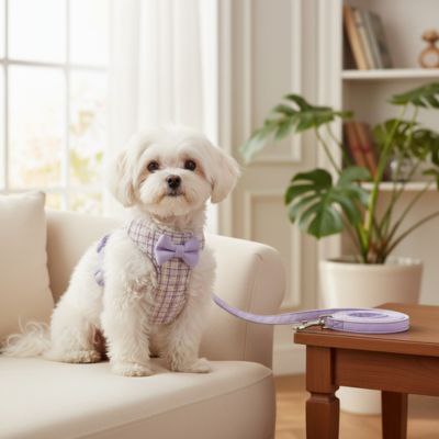 Bichon frisé assis sur un canapé blanc avec un harnais pour chien violet à carreaux.
