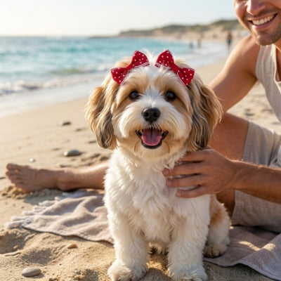 Chien bichon havanais à la plage portant un noeud papillon chien rouge à pois blancs.
