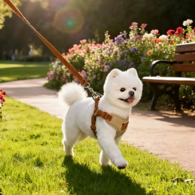 Chien Pomeranien blanc portant un harnais pour chien beige dans un parc fleuri.