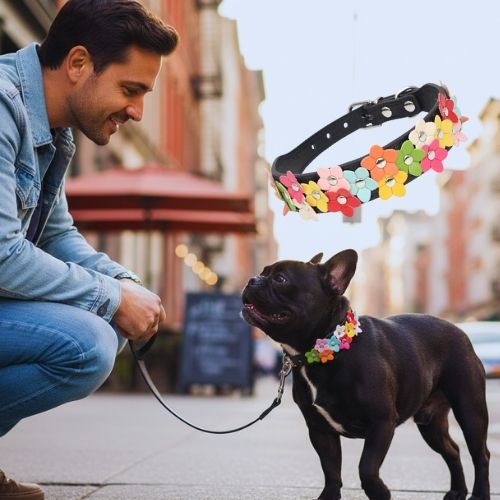 Homme souriant avec un Bouledogue Français noir en laisse. Il porte un collier pour chiot cuir motif fleur amusant. Incrustations : un Spitz et le produit. Cadre humain.