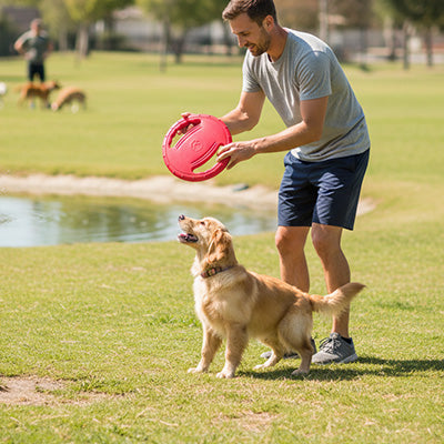 Un homme présente un frisbee rose, un jouet pour chien, à un Golden Retriever dans un parc.