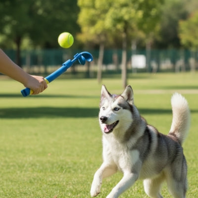 Chien Husky courant vers une balle lancée par un lanceur de balle pour chien bleu.