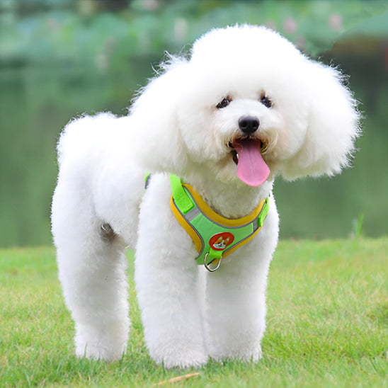Harnais chien-ChicHarn™ : Un caniche au pelage blanc arrêté au parc avec son harnais en tissu Oxford durable, respirant et rembourré de couleur vert fluo avec des contours jaune