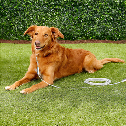 Laisse de chien-StrongCb™ : Ce berger australien au pelage orange allongé au salon avec sa laisse en fil d'acier inoxydable et d'un revêtement en PVC