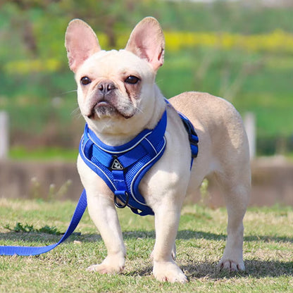 Harnais chien-ReflectoHarn™ : Ce bouledogue français est au parc avec son harnais rembourré, respirant, doux et confortable de couleur bleu attaché une laisse de la même couleur