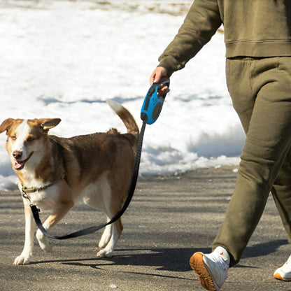 Laisse chien-Ticktack™ : Ce monsieur fait un peut de marche avec son toutou en tenant une laisse extensibles et rétractable, fabriquée en ABS et en fibre de polyester de couleur bleu et noir