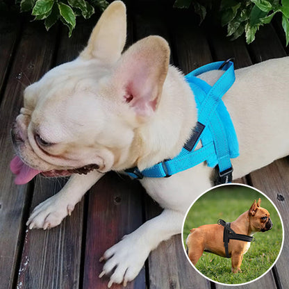 Harnais pour chien-ComfyStrap™ : Ce bouledogue français profitant du confort de l'harnais empêchant la traction et l’étouffement de couleur bleu avec des coutures réfléchissante