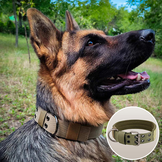 Collier chien-EnduroBelt™ : Fabriquer avec des matériaux résistants se collier chiens de couleur marron porté par berger allemand, assure, sécurité et confort