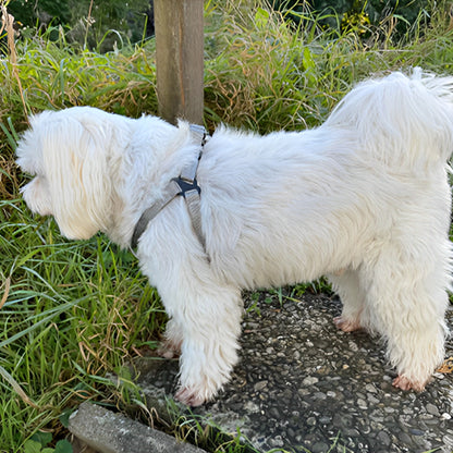 Harnais chien-SafeStride™ : Ce caniche au pelage blanc portant son  harnais chien en nylon de couleur grise est arrêté près des herbes