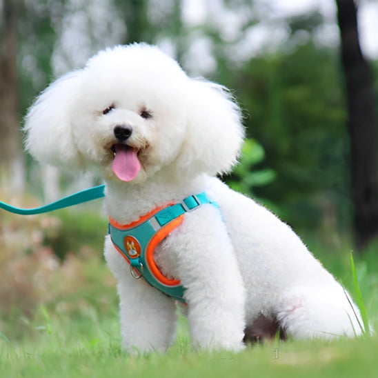 Harnais chien-ChicHarn™ : Cette image montre un caniche assis au parc avec son harnais en tissu Oxford durable, respirant et rembourré de couleur bleu clair avec des contours orange et une laisse assortie