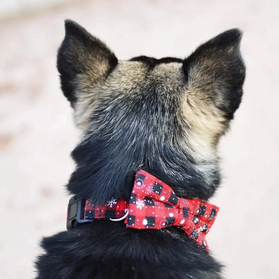 Collier chien-NoëlButterfly™ : Ce collier chien au motif écossais de couleur rouge avec noeud papillon et fermeture à dégagement rapide en plastique, en plus d’un anneau en D, en acier inoxydable porté par ce berger allemand, très stylé et cool.