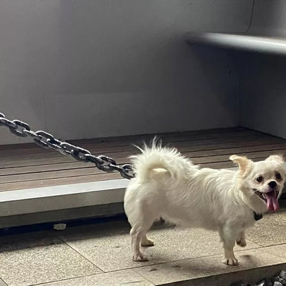 Laisse pour chien-ChainPVC™