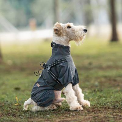 Un fox-terrier avec un imperméable pour chien rouge marche près d'un arbre.