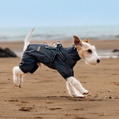 Un fox-terrier court sur la plage portant un imperméable pour chien gris.