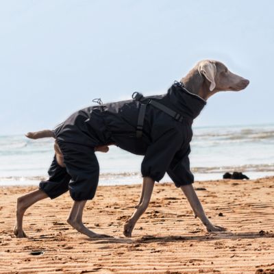 Un chien de type braque portant un imperméable pour chien gris sur la plage.