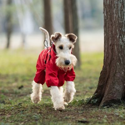 Un fox-terrier avec un imperméable pour chien rouge marche près d'un arbre.