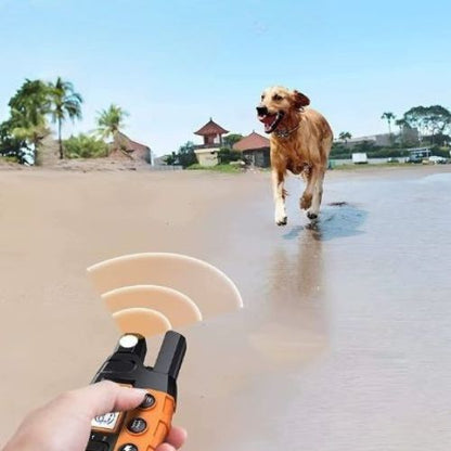 Collier de dressage chien-ControlXpert™ : Ce labrador cour tout mouiller sur la plage avec son collier de dressage chien