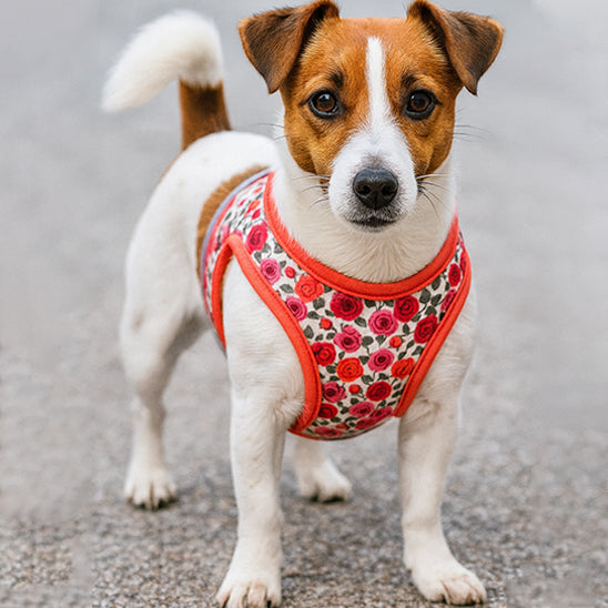 Jack Russell Terrier de face portant un harnais chien rouge orné de motifs roses rouges.