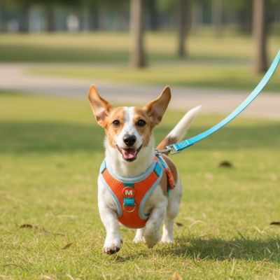 Jack Russell Terrier courant sur l'herbe avec un harnais chien orange et une laisse bleue.