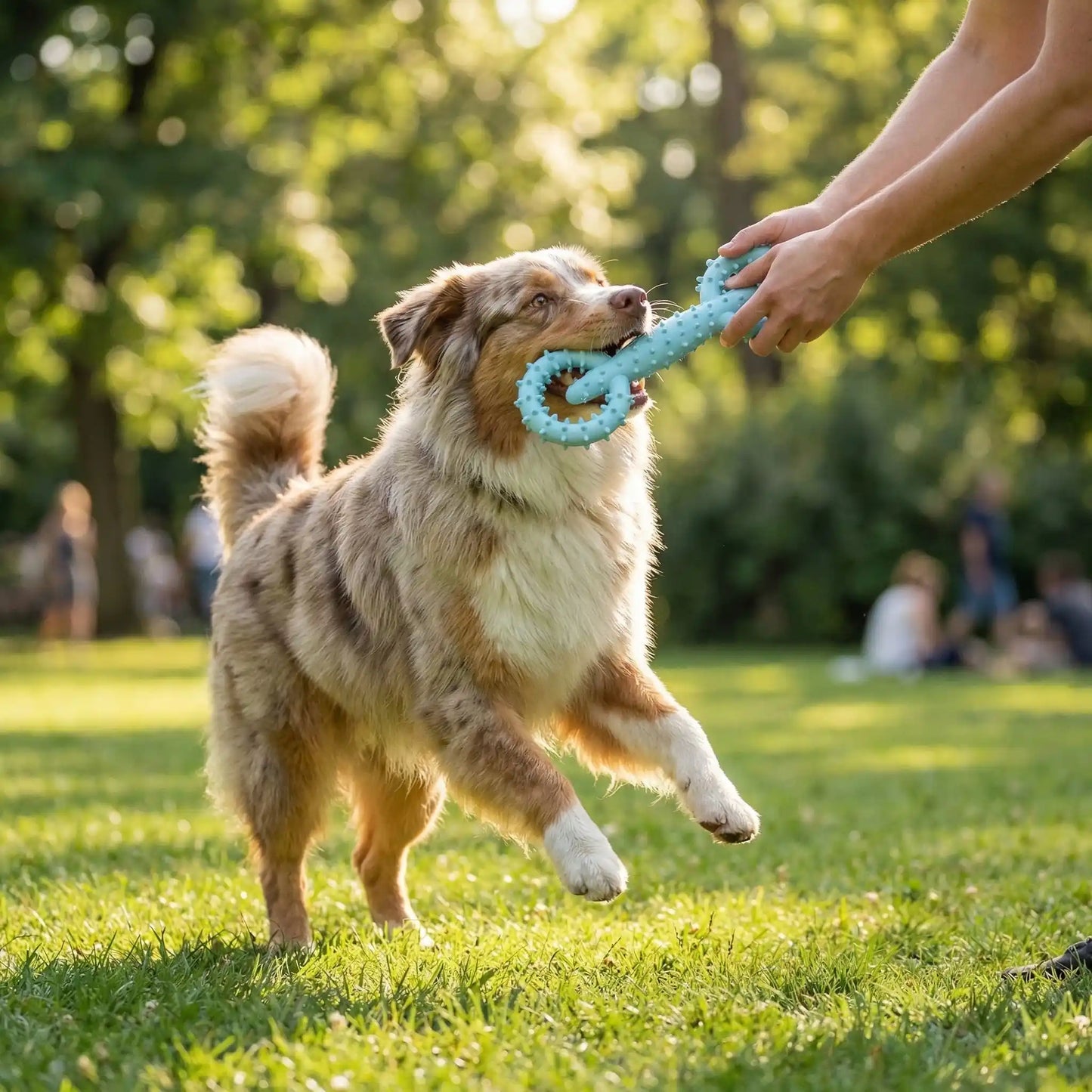 Un chien Berger Australien jouant avec un jouet indestructible chien bleu en extérieur.