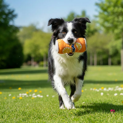Border Collie portant un jouet pour chien en peluche orange avec inscription ORANGE.