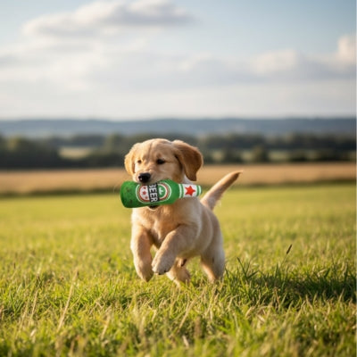 Chiot Golden Retriever courant dans un champ avec un jouet pour chiens bouteille de bière.