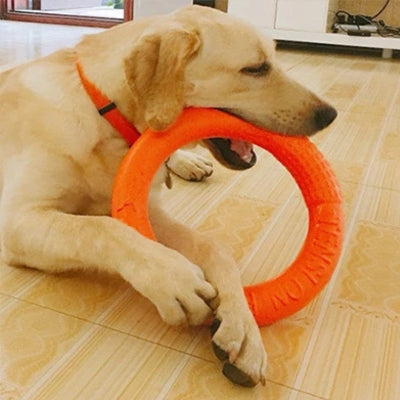 Labrador couché mâchonnant un jouet chien anneau orange avec inscription Fitness.