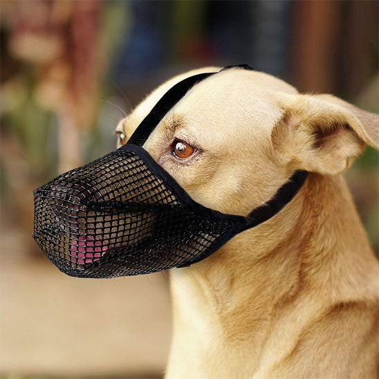 Labrador beige portant une muselière pour chien avec flèches illustrant la circulation de l'air.