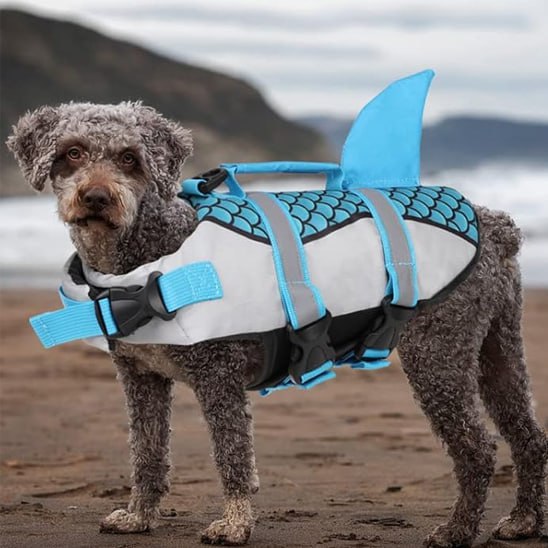 Un Lagotto Romagnolo gris debout sur la plage portant un gilet de sauvetage chien bleu.