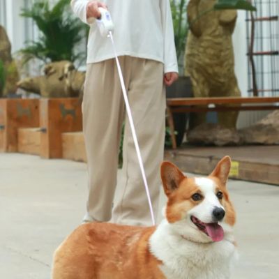 Gros plan sur un chien Corgi tenu en laisse chien rétractable blanche par son maître.