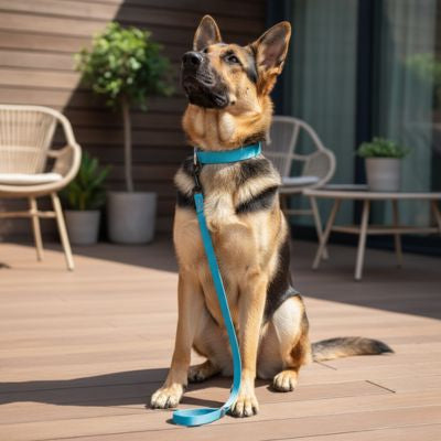 Berger Allemand assis sur une terrasse en bois avec une laisse chien bleu turquoise.